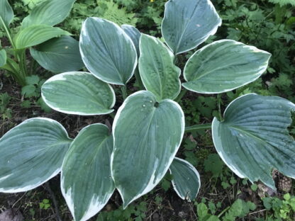 Hosta - JALOKUUNLILJA 'Diana Remembered'