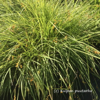 Carex - KULTASARA