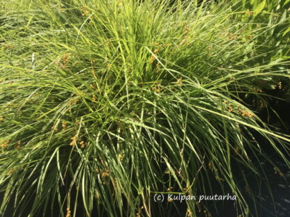Carex - KULTASARA