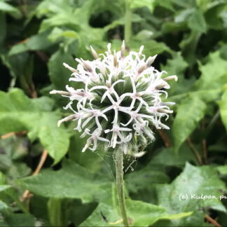 Echinops - SINIPALLO-OHDAKE 'Star Frost'