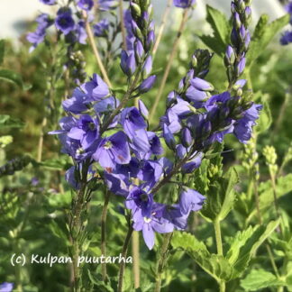 Veronica - LOISTOTÄDYKE 'Royal Blue'