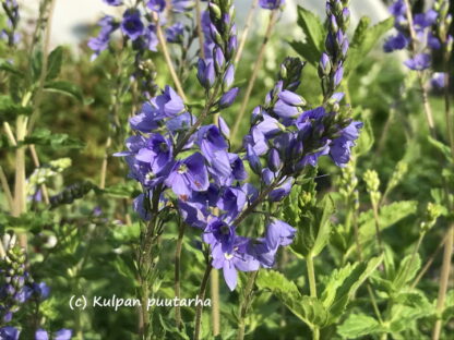 Veronica - LOISTOTÄDYKE 'Royal Blue'