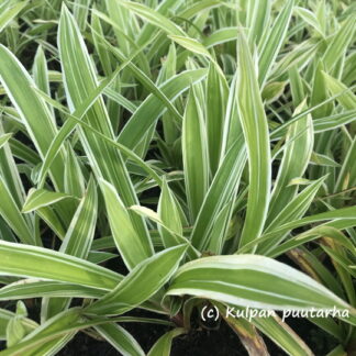 Carex - IDÄNVARJOSARA 'Variegata'