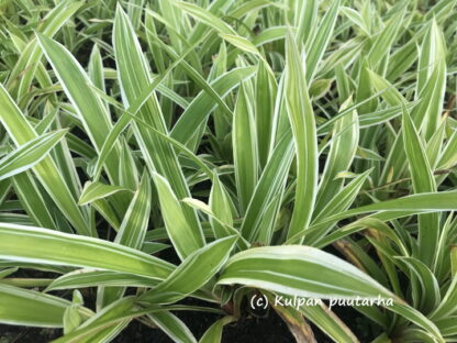 Carex - IDÄNVARJOSARA 'Variegata'