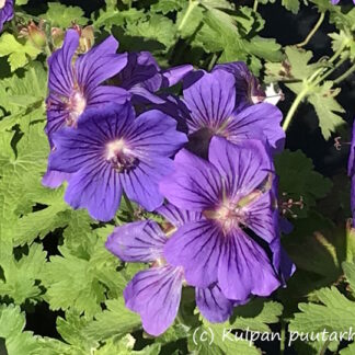 Geranium - TARHAKURJENPOLVI 'Rosemoor'