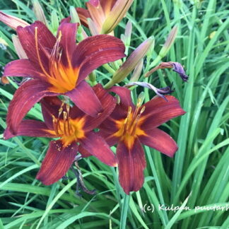 Hemerocallis - TARHAPÄIVÄNLILJA 'Crimson Pirate'