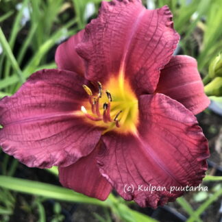 Hemerocallis - TARHAPÄIVÄNLILJA 'Pardon Me'