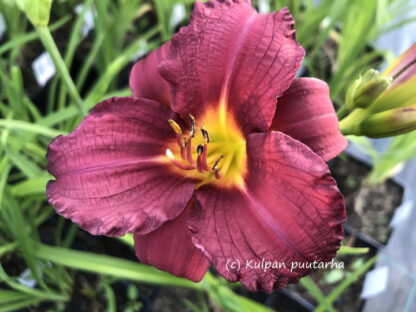 Hemerocallis - TARHAPÄIVÄNLILJA 'Pardon Me'