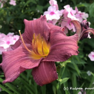 Hemerocallis - TARHAPÄIVÄNLILJA 'Summer Wine'