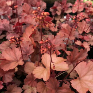 Heuchera - TARHAKEIJUNKUKKA 'Cherry Cola'