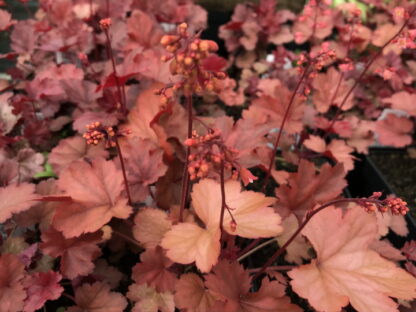 Heuchera - TARHAKEIJUNKUKKA 'Cherry Cola'