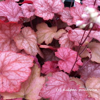 Heuchera - TARHAKEIJUNKUKKA 'Georgia Peach'