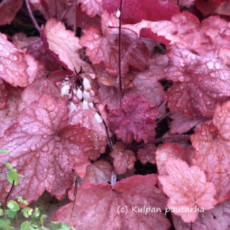 Heuchera - TARHAKEIJUNKUKKA 'Georgia Peach'