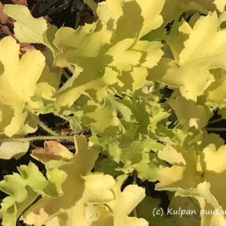 Heuchera - TARHAKEIJUNKUKKA 'Lime Marmelade'