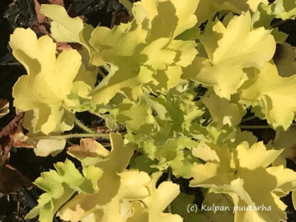 Heuchera - TARHAKEIJUNKUKKA 'Lime Marmelade'
