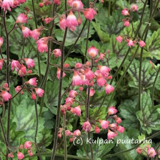 Heuchera - TARHAKEIJUNKUKKA 'Peppermint Spice'