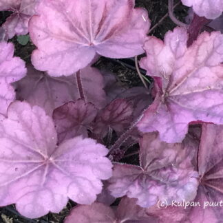 Heuchera - TARHAKEIJUNKUKKA 'Wild Rose'