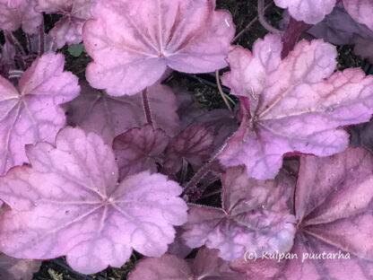 Heuchera - TARHAKEIJUNKUKKA 'Wild Rose'