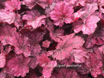 Heuchera - TARHAKEIJUNKUKKA 'Wild Rose'