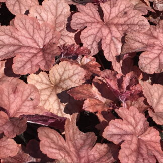 Heucherella - HALTIANKUKKA 'Peach Tea'