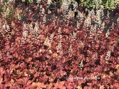 Heucherella - HALTIANKUKKA 'Peach Tea' - Image 2