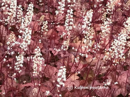 Heucherella - HALTIANKUKKA 'Peach Tea'