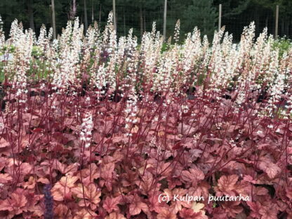 Heucherella - HALTIANKUKKA 'Peach Tea' - Image 3