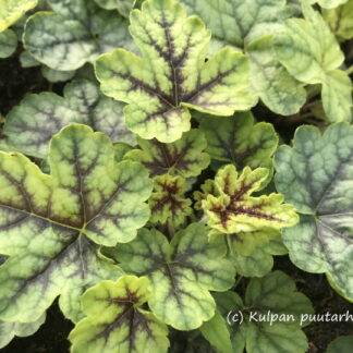Heucherella - HALTIANKUKKA 'Tapestry'