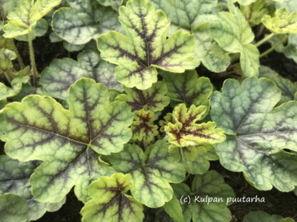 Heucherella - HALTIANKUKKA 'Tapestry'