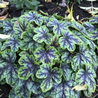 Heucherella - HALTIANKUKKA 'Tapestry'