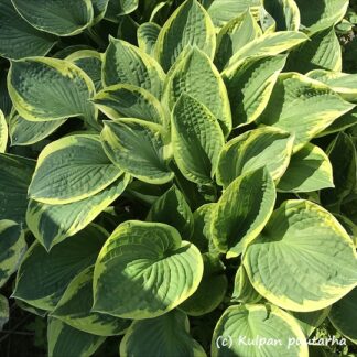 Hosta - KOMEAKUUNLILJA 'Ellerbroek'