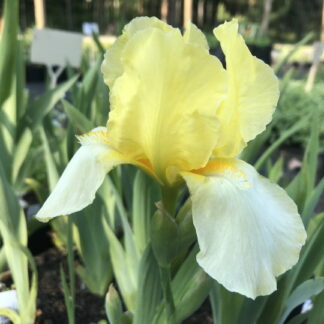 Iris - TARHAKURJENMIEKKA 'Blessed Again'