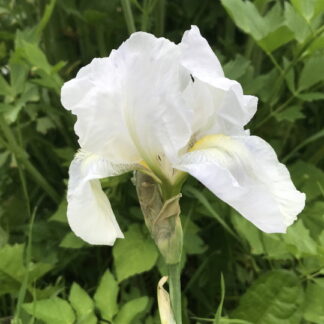 Iris - TARHAKURJENMIEKKA 'Immortality'