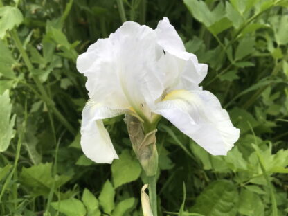 Iris - TARHAKURJENMIEKKA 'Immortality'
