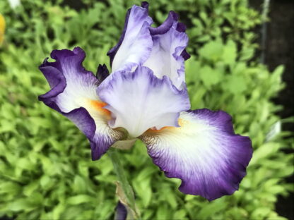 Iris - TARHAKURJENMIEKKA 'Mariposa Autumn' - Image 2