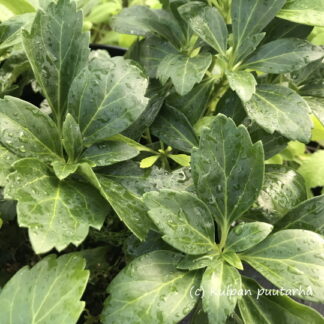 Pachysandra - VARJOYRTTI