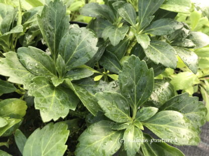Pachysandra - VARJOYRTTI