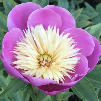 Paeonia - KIINANPIONI 'Bowl of Beauty'