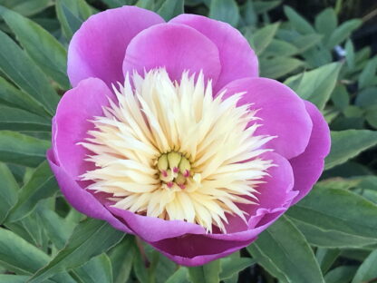 Paeonia - KIINANPIONI 'Bowl of Beauty'