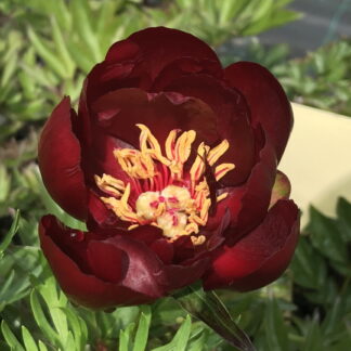 Paeonia - KIINANPIONI 'Buckeye Belle'