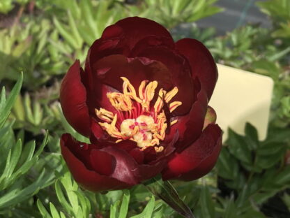 Paeonia - KIINANPIONI 'Buckeye Belle'