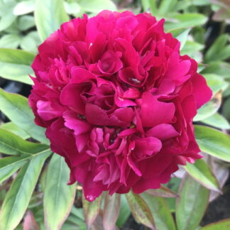 Paeonia - KIINANPIONI 'Karl Rosenfield'