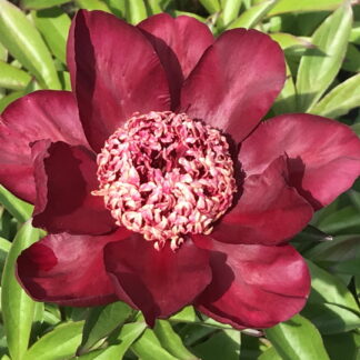 Paeonia - KIINANPIONI 'Nippon Beauty'