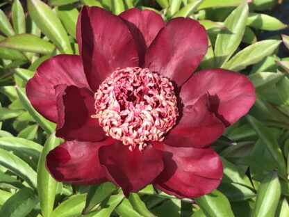 Paeonia - KIINANPIONI 'Nippon Beauty'