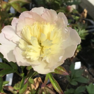 Paeonia - KIINANPIONI 'Rasberry Sundae'