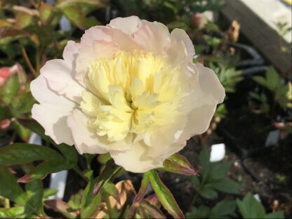 Paeonia - KIINANPIONI 'Rasberry Sundae'