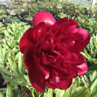 Paeonia - TARHAPIONI 'Rubra Plena'