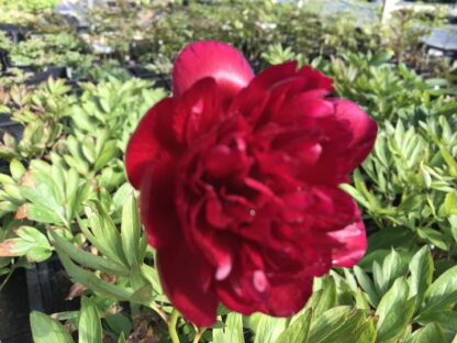 Paeonia - TARHAPIONI 'Rubra Plena'