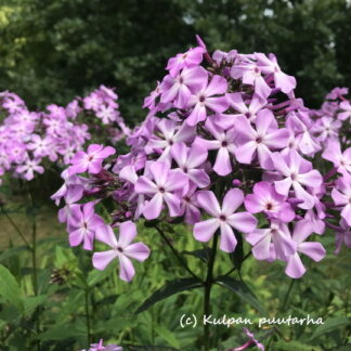 Phlox - SYYSLEIMU 'Syreenileimu'