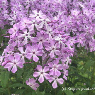 Phlox - SYYSLEIMU 'Syreenileimu'